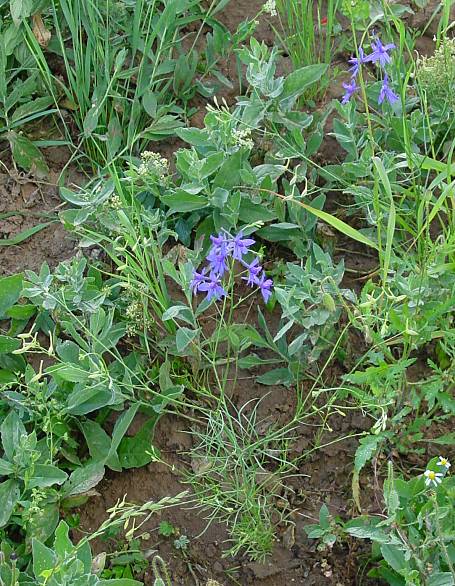 Consolida regalis - Acker-Rittersporn - wild larkspur