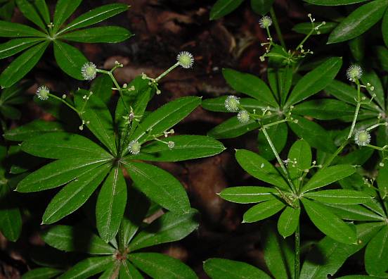 Galium odoratum - Waldmeister - sweet woodruff