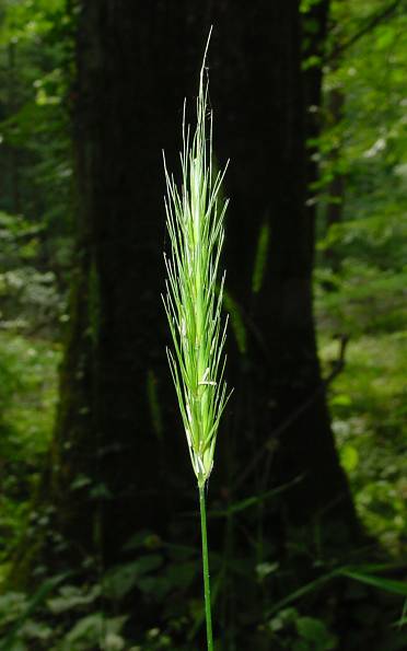 Hordelymus europaeus - Waldgerste - wood barley