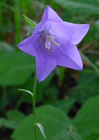 Campanula persicifolia - Pfirsichblättrige Glockenblume - peachleaf bellflower