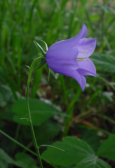 Campanula persicifolia - Pfirsichblättrige Glockenblume - peachleaf bellflower