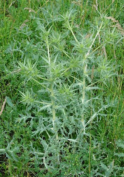 Eryngium campestre - Feld-Mannstreu - field eryngo