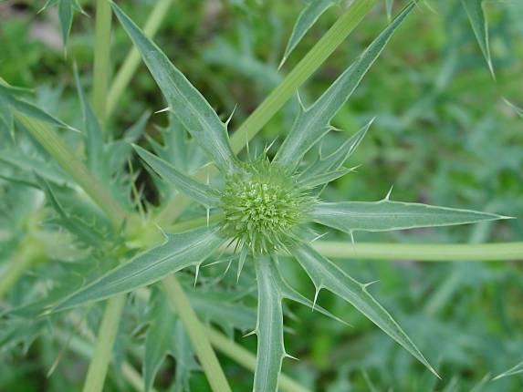 Eryngium campestre - Feld-Mannstreu - field eryngo