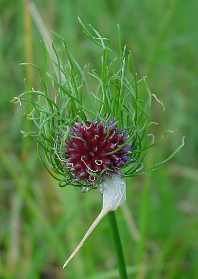 Allium vineale - Weinberg-Lauch - wild garlic