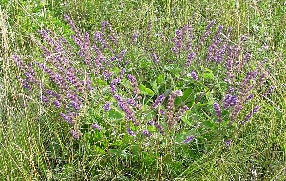 Salvia verticillata - Quirlblütiger Salbei - lilac sage