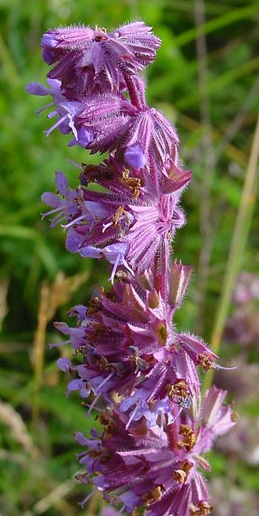 Salvia verticillata - Quirlblütiger Salbei - lilac sage