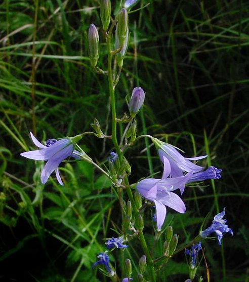 Campanula rapunculus - Rapunzel-Glockenblume - rampion bellflower