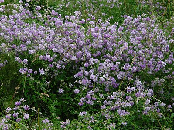 Coronilla varia - Bunte Kronwicke - purple crown vetch