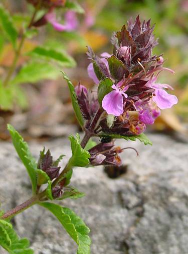 Teucrium chamaedrys - Edel-Gamander - wall germander