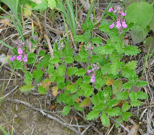 Teucrium chamaedrys - Edel-Gamander - wall germander