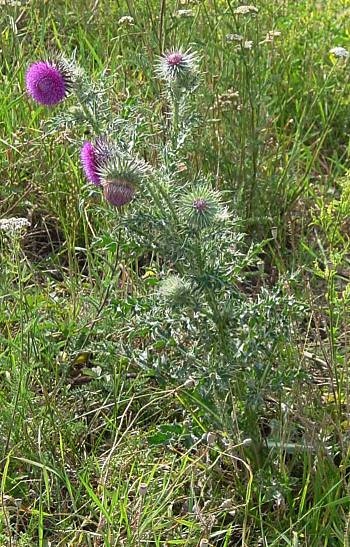 Carduus nutans - Nickende Distel - nodding plumeless thistle