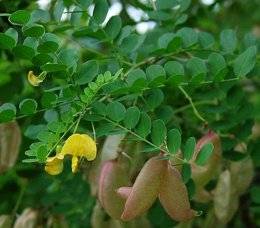 Colutea arborescens - Gelber Blasenstrauch - bladder senna