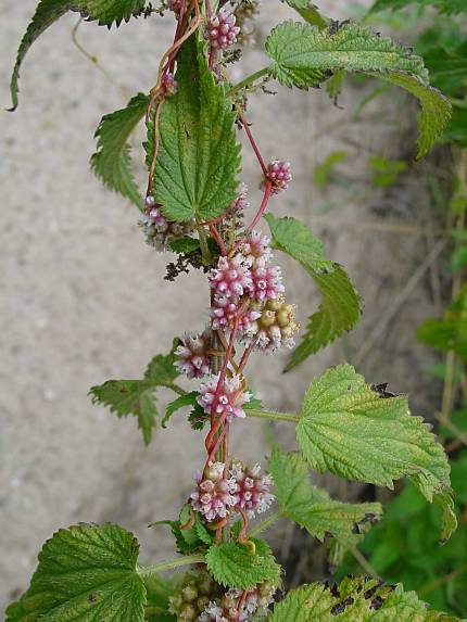 Cuscuta europaea - Nessel-Seide - greater dodder