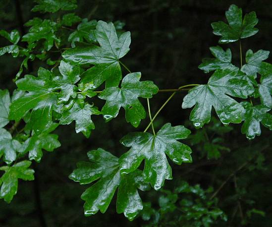 Acer campestre - Feld-Ahorn - hedge maple