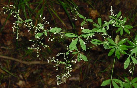 Galium sylvaticum - Wald-Labkraut - scotch mist