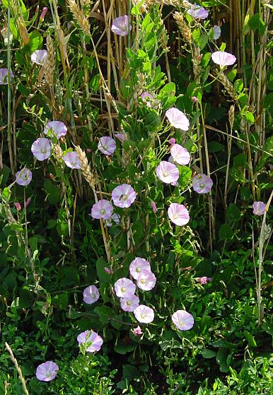 Convolvulus arvensis - Acker-Winde - field bindweed