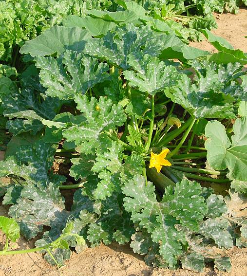 Cucurbita pepo var. medullosa - Zucchini - green squash