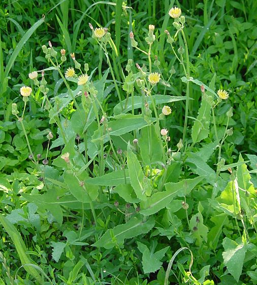 Sonchus oleraceus - Kohl-Gänsedistel - common sowthistle