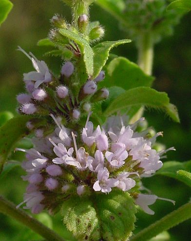 Mentha arvensis - Acker-Minze - wild mint