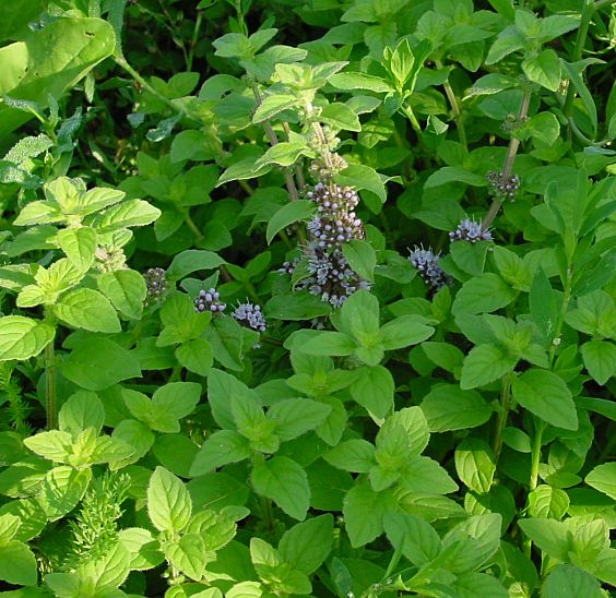 Mentha arvensis - Acker-Minze - wild mint
