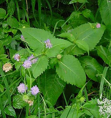 Knautia dipsacifolia - Wald-Witwenblume - wood scabiosa