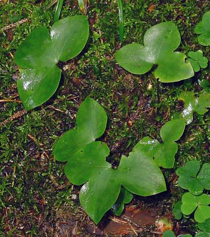 Hepatica nobilis - Leberblmchen - liverleaf