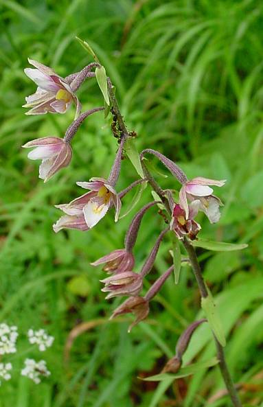 Epipactis palustris - Sumpf-Stendelwurz - marsh orchid