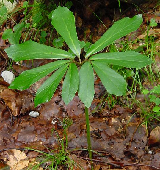 Helleborus niger - Christrose - black hellebore