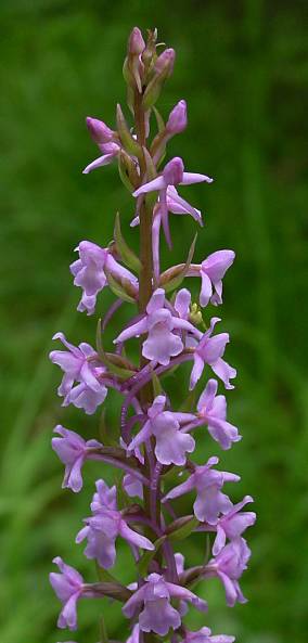 Gymnadenia conopsea - Mcken-Hndelwurz - fragrant orchid