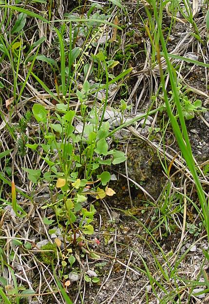 Rumex scutatus - Schild Ampfer - French sorrel