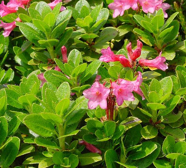 Rhododendron hirsutum - Bewimperte Alpenrose - hairy Alpine rose