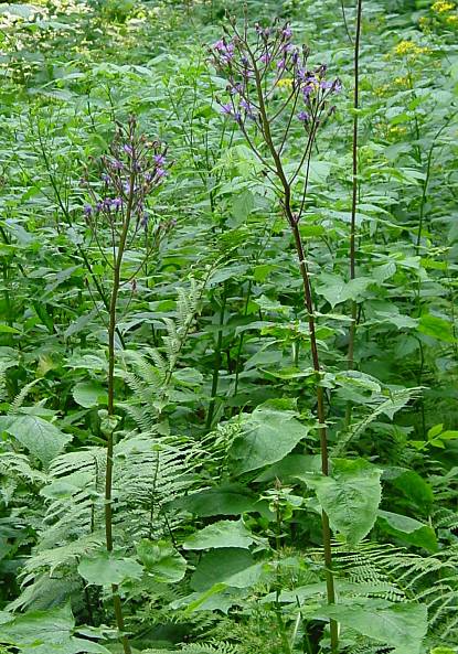 Cicerbita alpina - Alpen-Milchlattich - Alpine sowthistle