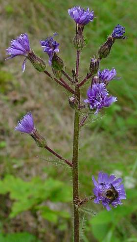 Cicerbita alpina - Alpen-Milchlattich - Alpine sowthistle