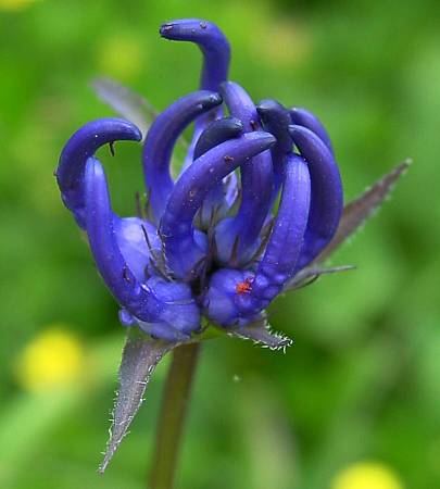 Phyteuma orbiculare - Kugelige Teufelskralle - round-headed rampion