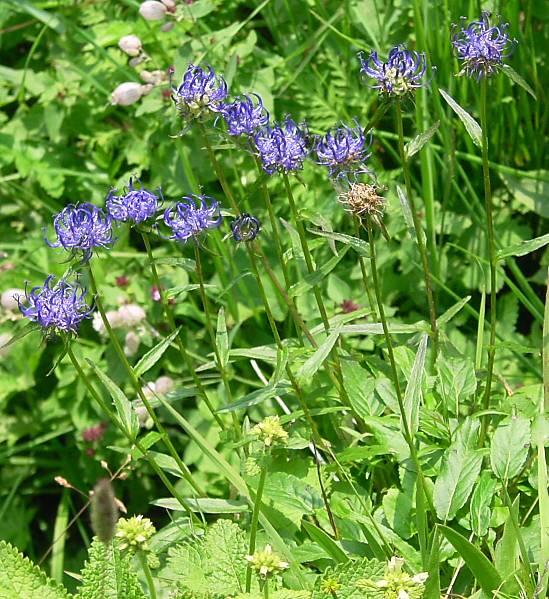 Phyteuma orbiculare - Kugelige Teufelskralle - round-headed rampion