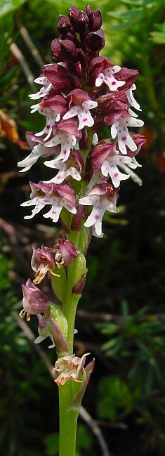 Orchis ustulata - Brand-Knabenkraut - 