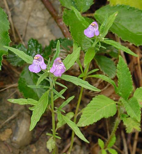 Galeopsis ladanum - Breitlblttriger Hohlzahn - red hempnettle