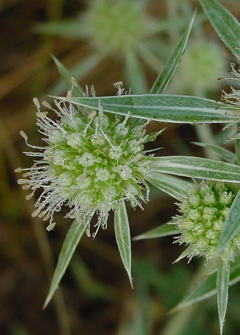 Eryngium campestre - Feld-Mannstreu - field eryngo