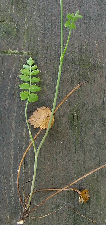 Pimpinella saxifraga - Kleine Bibernelle - solidstem burnet saxifrage