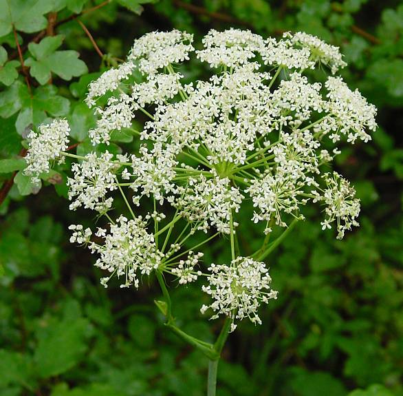 Peucedanum cervaria - Hirschwurz - 