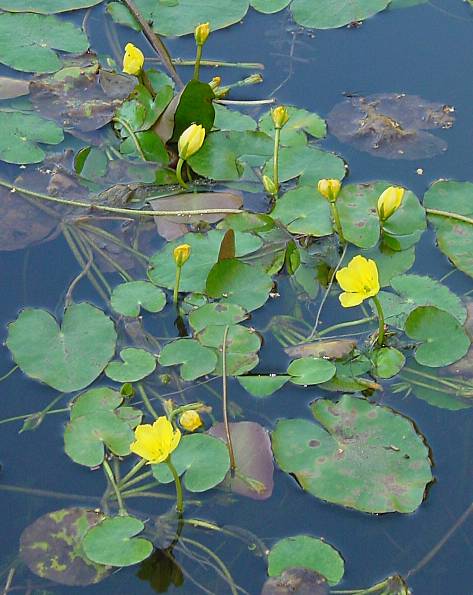 Nymphoides peltata - Seekanne - yellow floatingheart