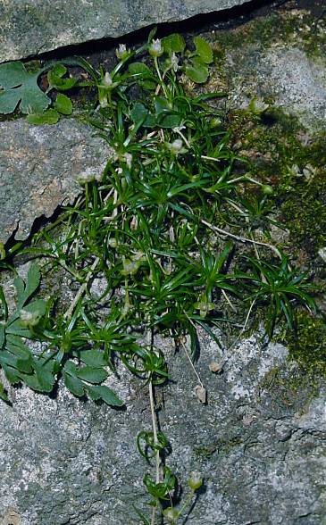 Sagina procumbens - Niederliegendes Mastkraut - birdeye pearlwort
