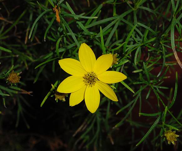 Coreopsis verticillata - Mdchenauge - whorled tickseed