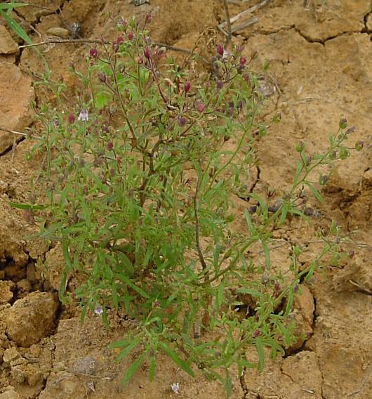 Chaenorhinum minus - Kleines Leinkraut - dwarf snapdragon