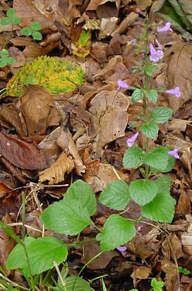 Calamintha menthifolia - Wald-Bergminze - woodland calamint