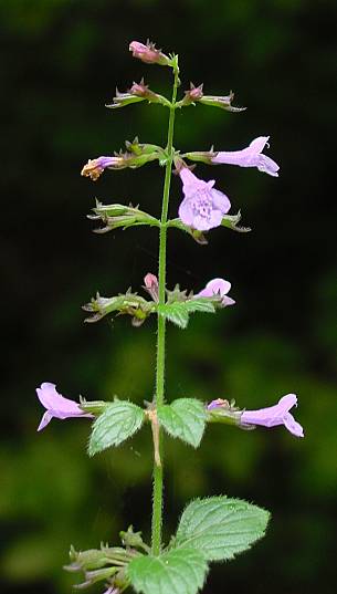 Calamintha menthifolia - Wald-Bergminze - woodland calamint