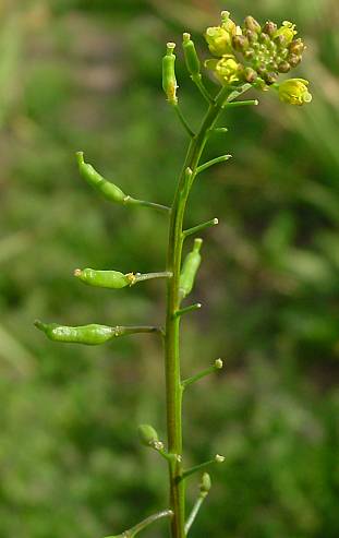 Rorippa palustris - Gewhnliche Sumpfkresse - bog yellowcress