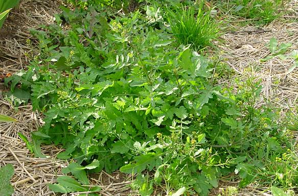 Rorippa palustris - Gewhnliche Sumpfkresse - bog yellowcress