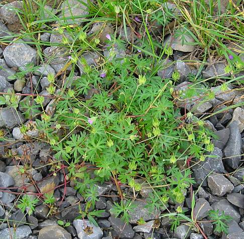 Geranium columbinum - Tauben-Storchschnabel - long-stalked cranesbill