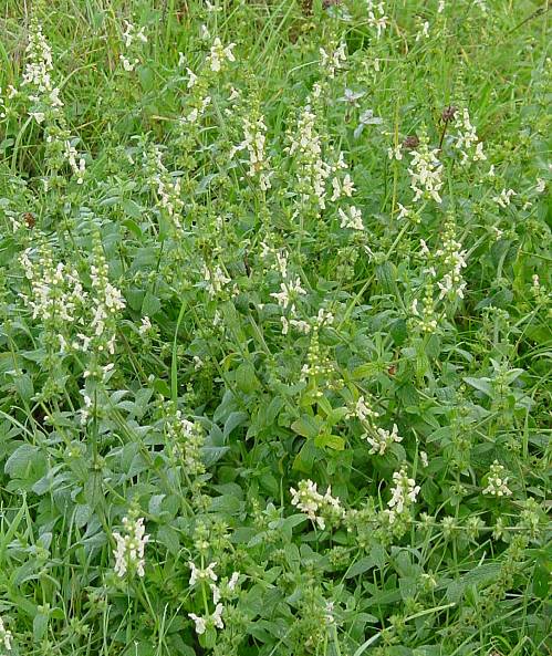 Stachys recta - Aufrechter Ziest - yellow woundwort